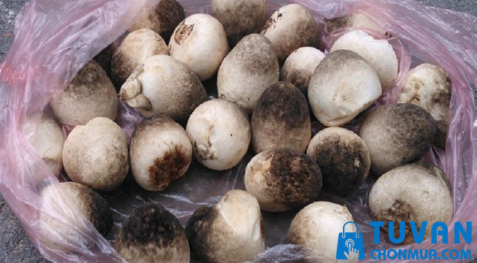 cách chọn nấm rơm ngon cách chọn nấm rơm ngon