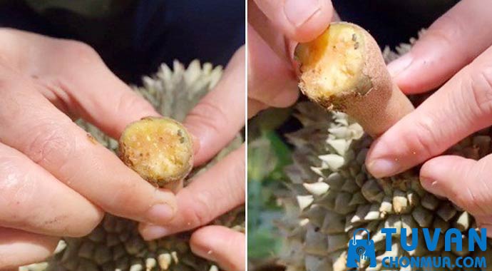 cuống sầu riêng tươi và cứng cuống sầu riêng tươi và cứng