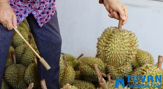 dùng dụng cụ thử sầu riêng dùng dụng cụ thử sầu riêng