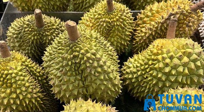 lợi ích của sầu riêng lợi ích của sầu riêng