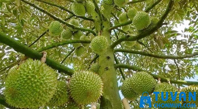 mua sầu riêng đúng vụ mua sầu riêng đúng vụ