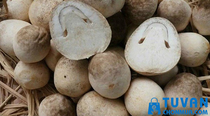 nhiệt độ bảo quản nấm rơm chuẩn nhiệt độ bảo quản nấm rơm chuẩn