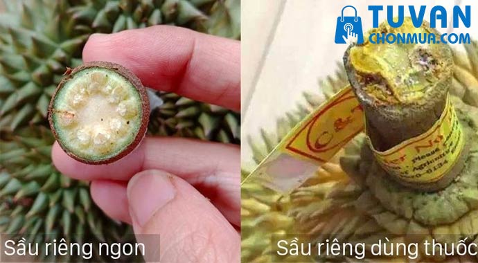 nhìn cuống và gai nhìn cuống và gai