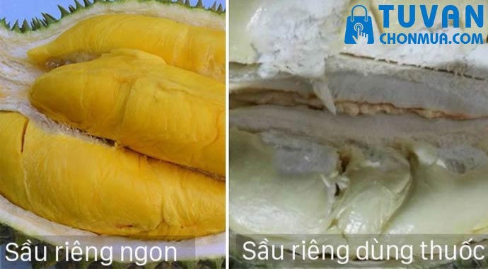 nhìn múi sầu riêng nhìn múi sầu riêng