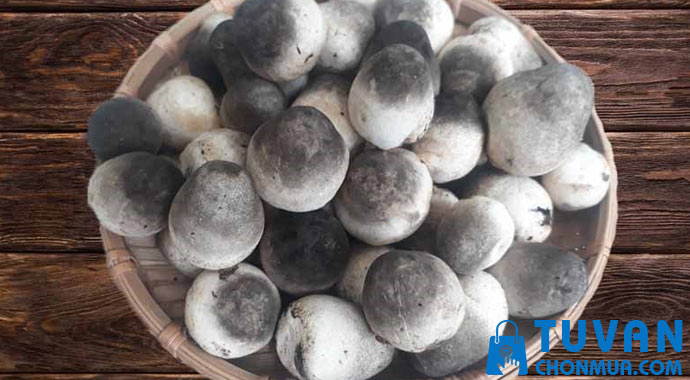 những lưu ý khi bảo quản nấm rơm