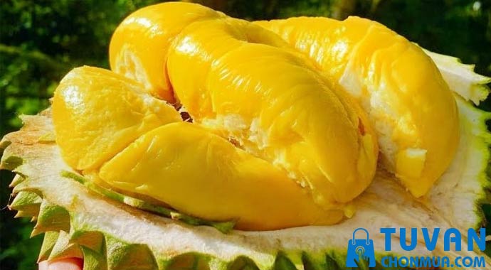 Sầu riêng Cái Mơn Sầu riêng Cái Mơn