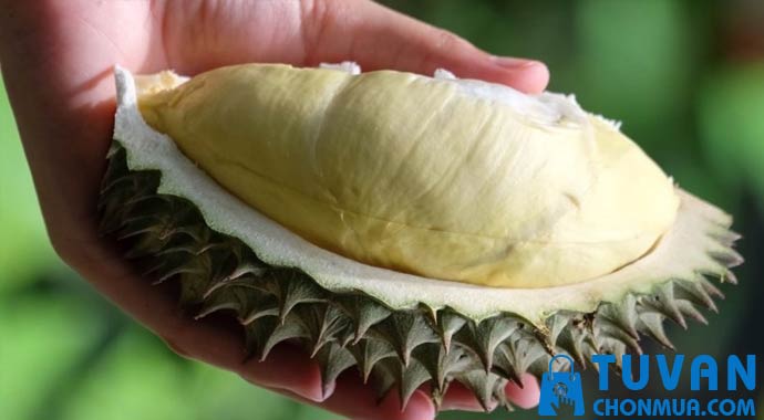 sầu riêng chuồng bò sầu riêng chuồng bò