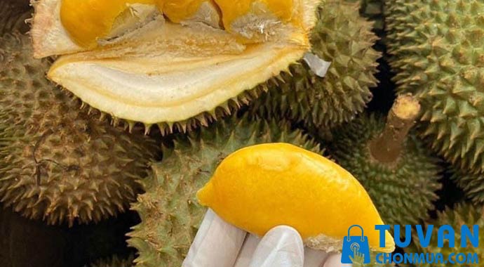 sầu riêng thái sầu riêng thái
